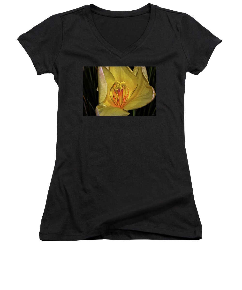Tulip Women's V-Neck featuring the photograph Centerpiece - Grand Opening Yellow Tulip 001 by George Bostian