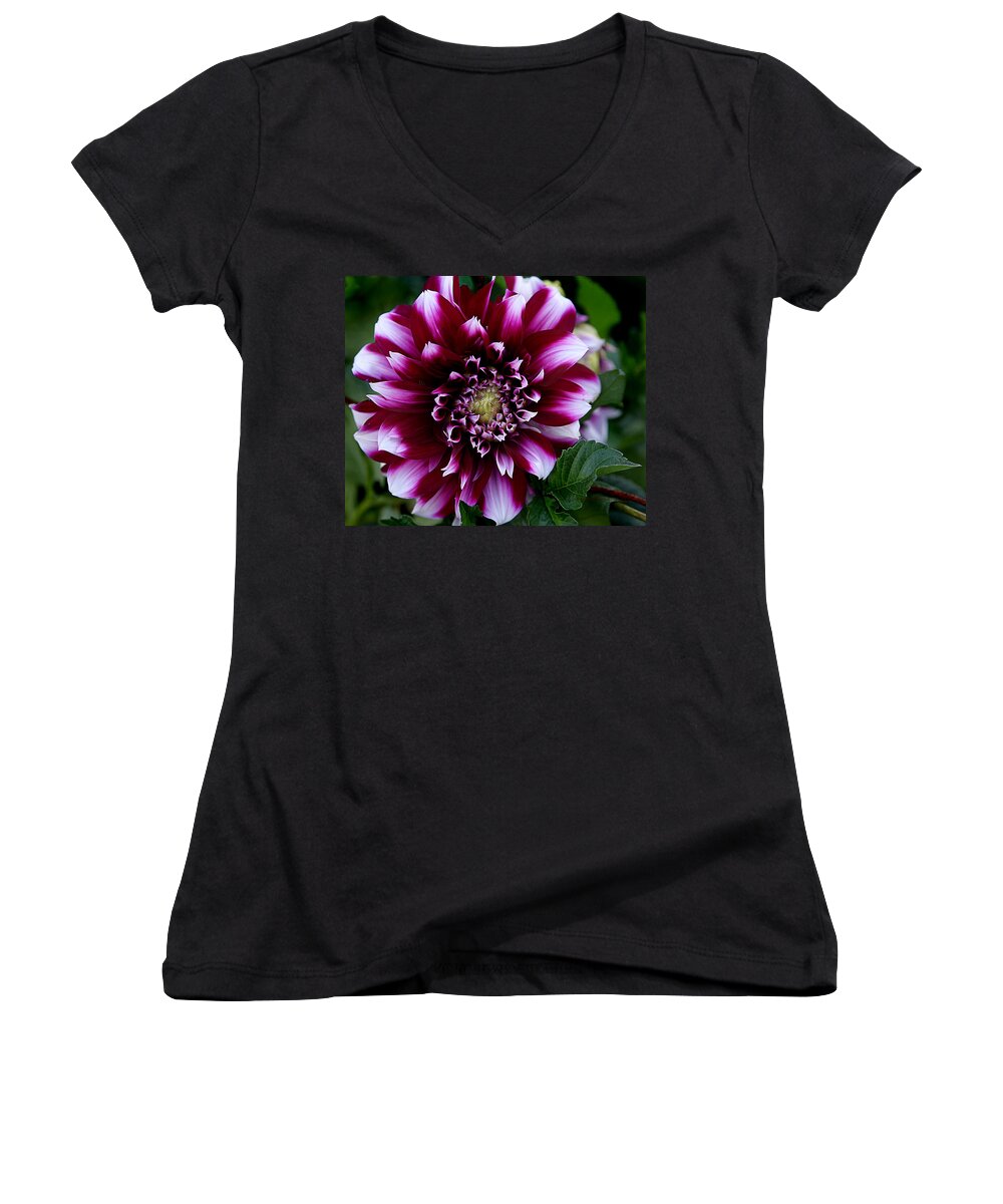 Flower Women's V-Neck featuring the photograph Dahlia by Denise Romano