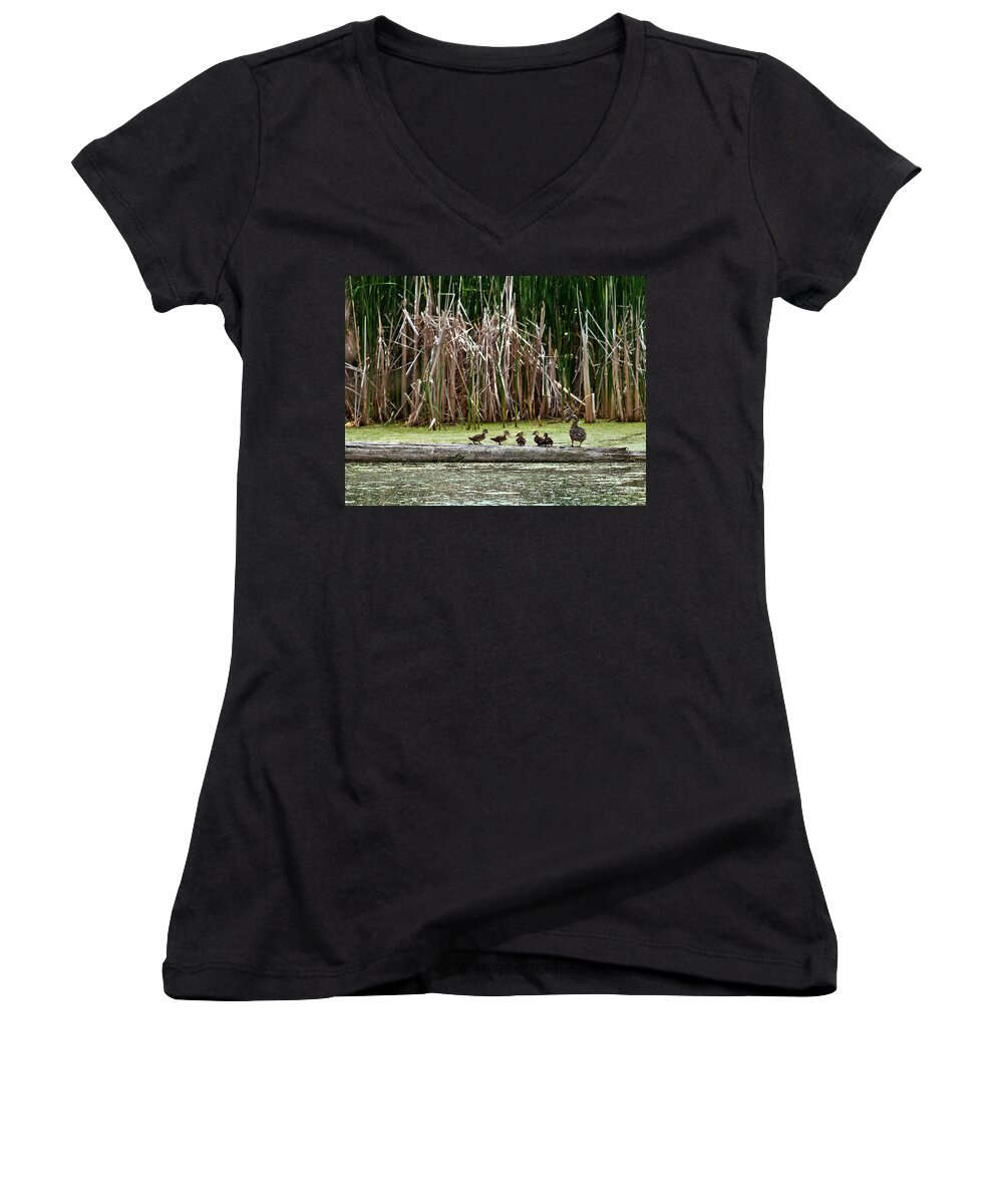 Wood Duck Women's V-Neck featuring the photograph Ducks All In A Row by Ed Peterson