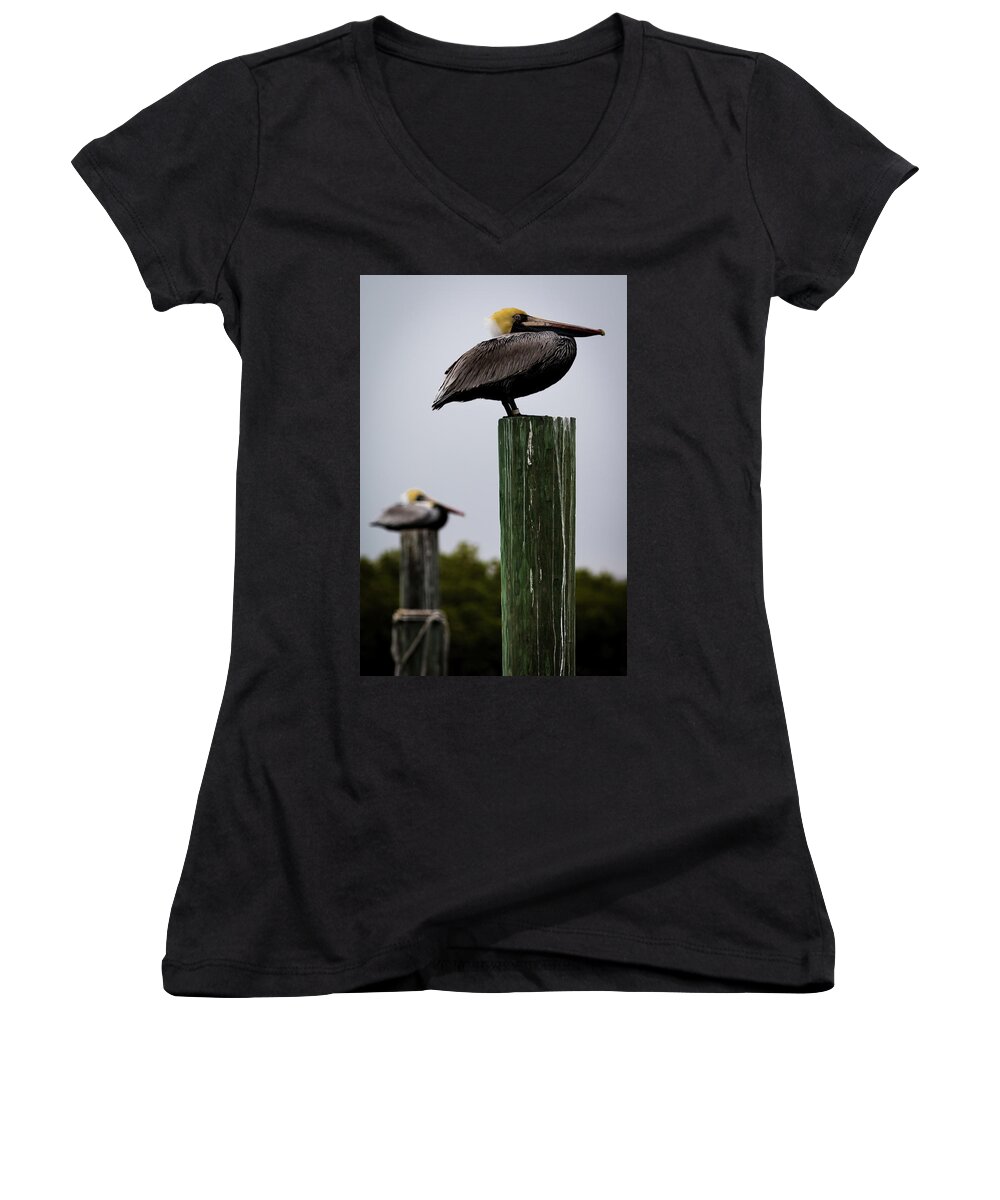 Florida Women's V-Neck featuring the photograph Florida Brown Pelican by Susie Weaver