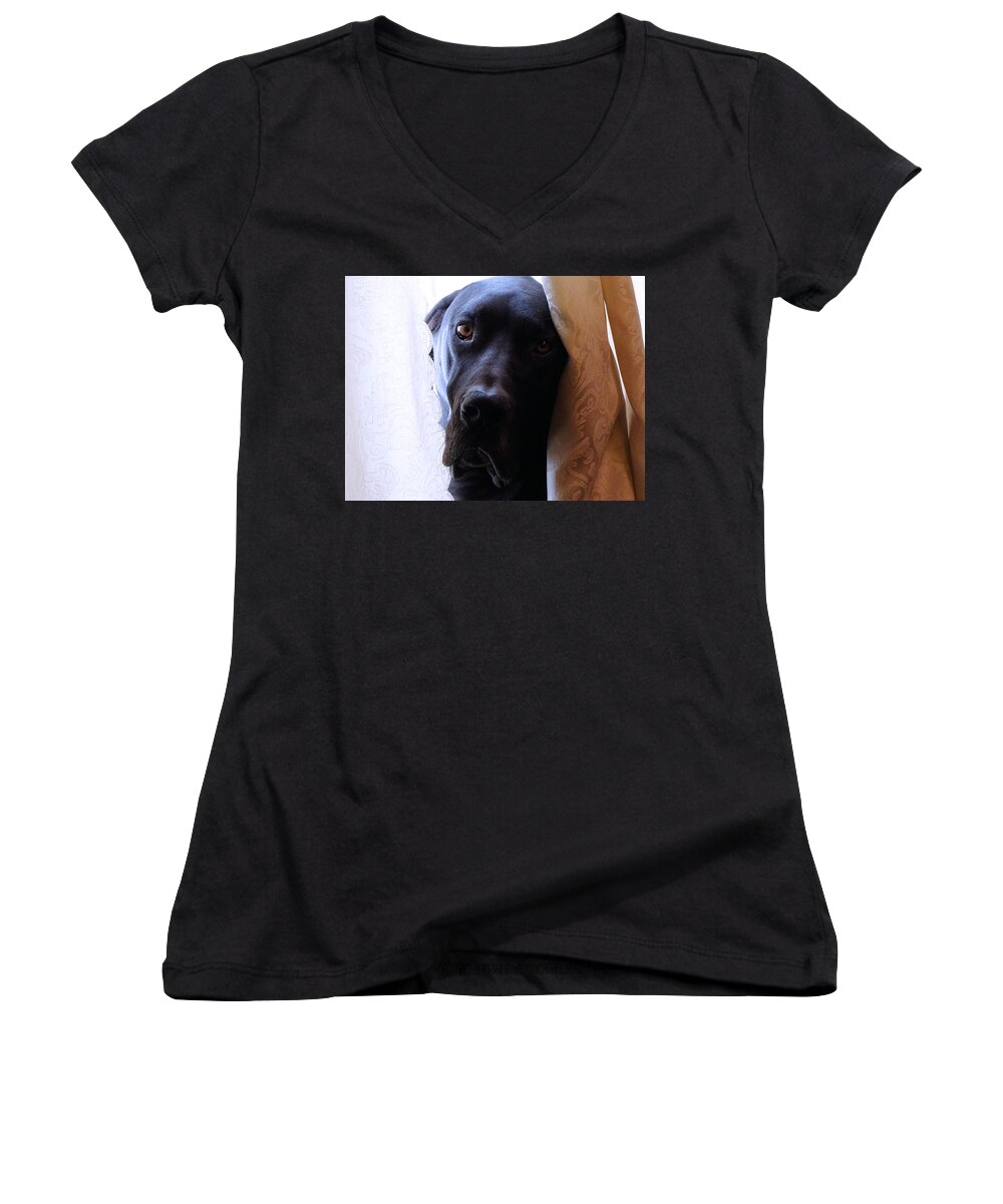 Great Dane Women's V-Neck featuring the photograph Gentle Giant by Theresa Campbell