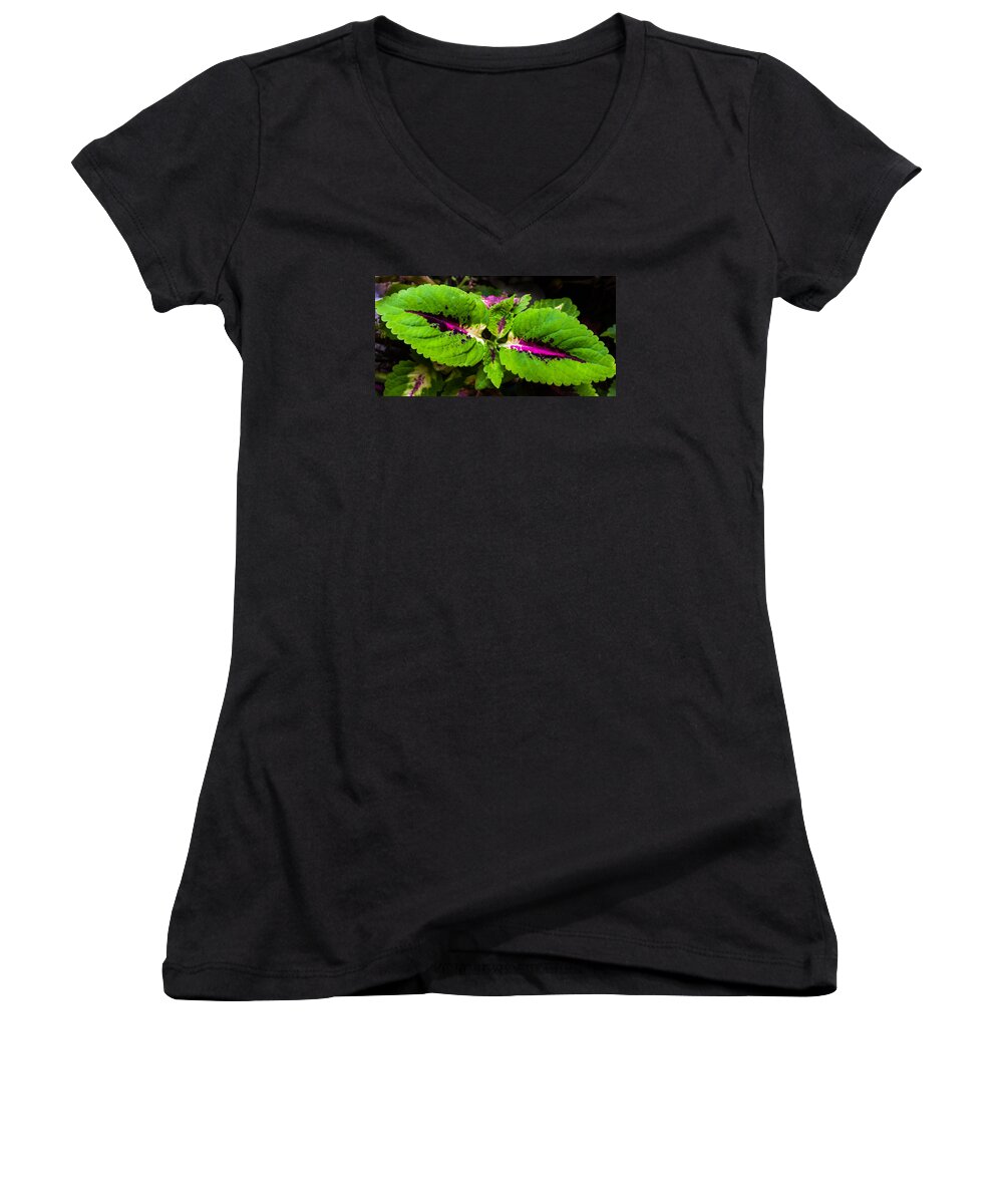 Annual Women's V-Neck featuring the photograph Green and Fuchsia Coleus by Ed Gleichman