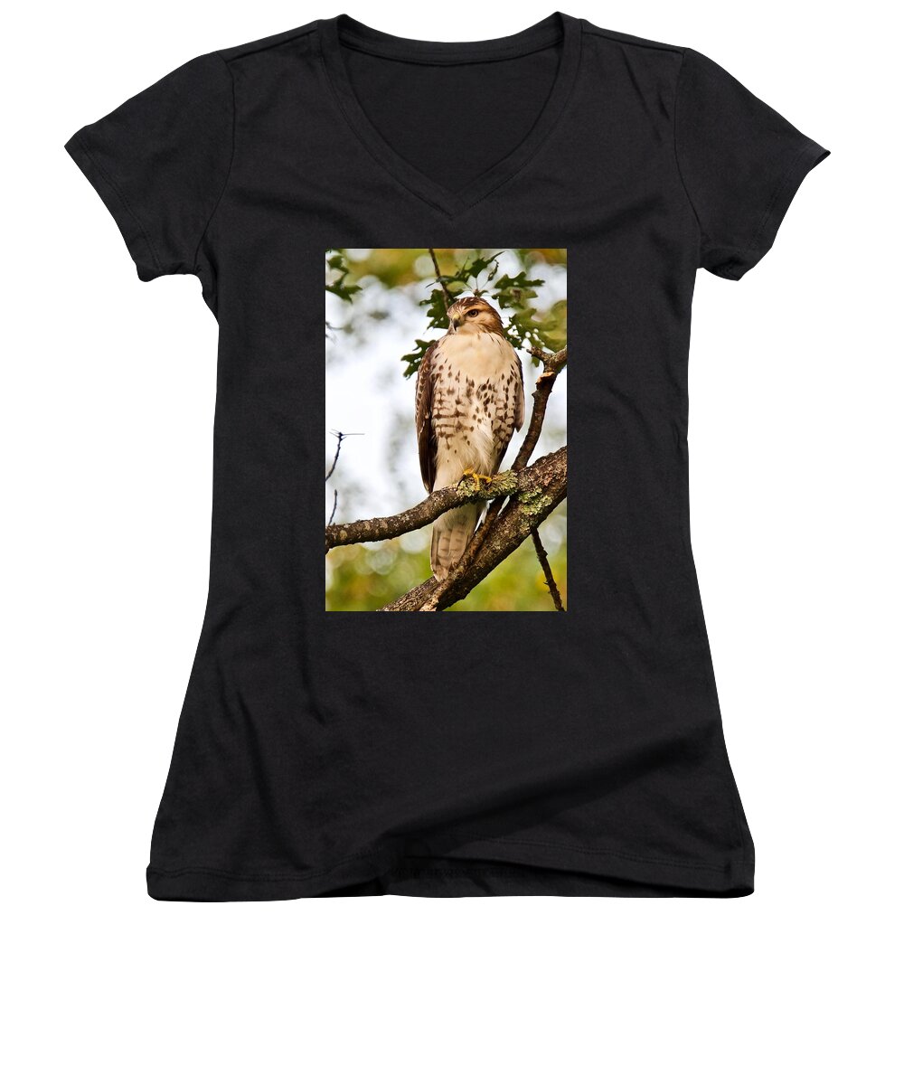 Hawk Women's V-Neck featuring the photograph Hawk in Evening Light by Michael Peychich