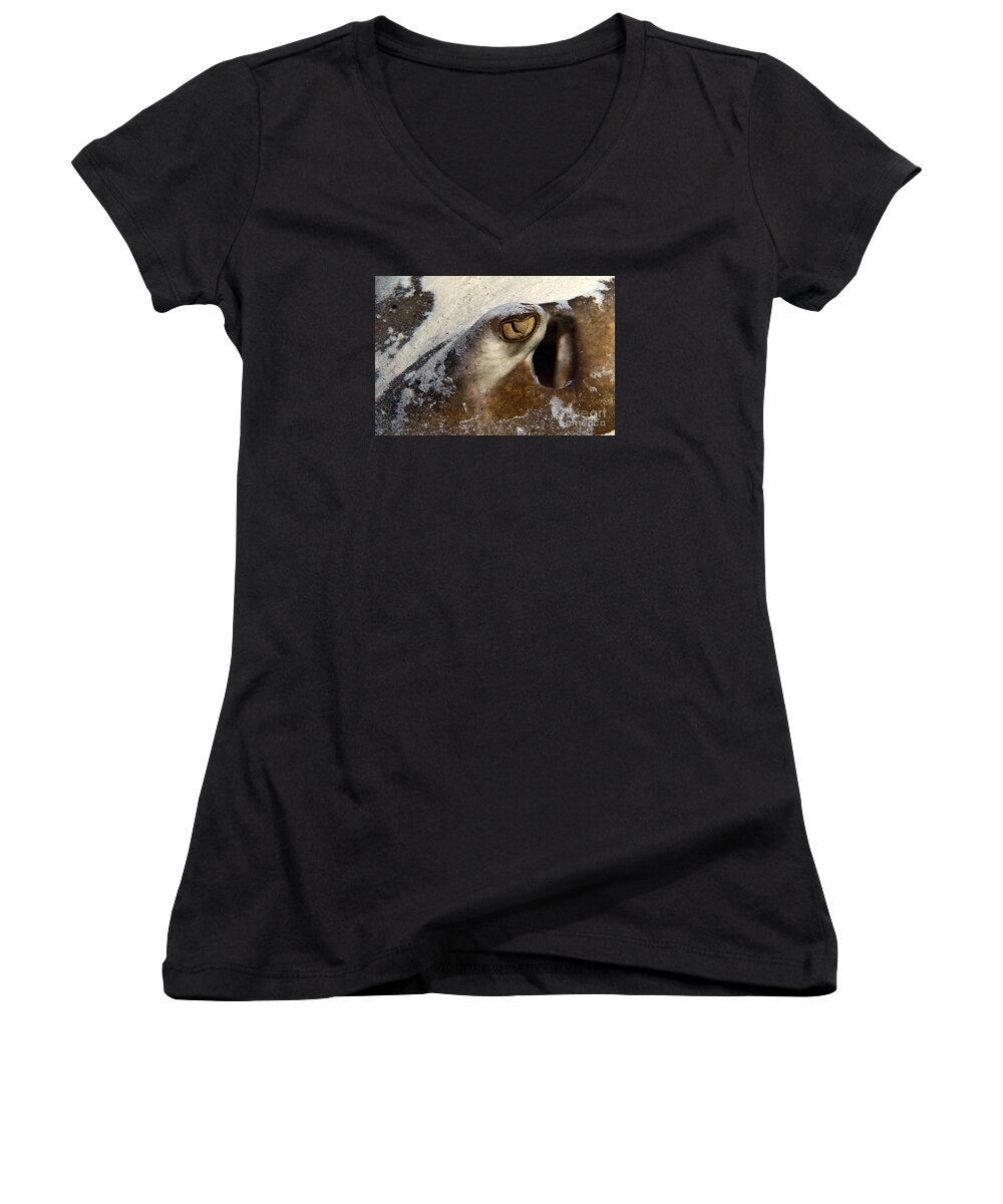 Southern Stingray Women's V-Neck featuring the photograph In The Sand by Aaron Whittemore