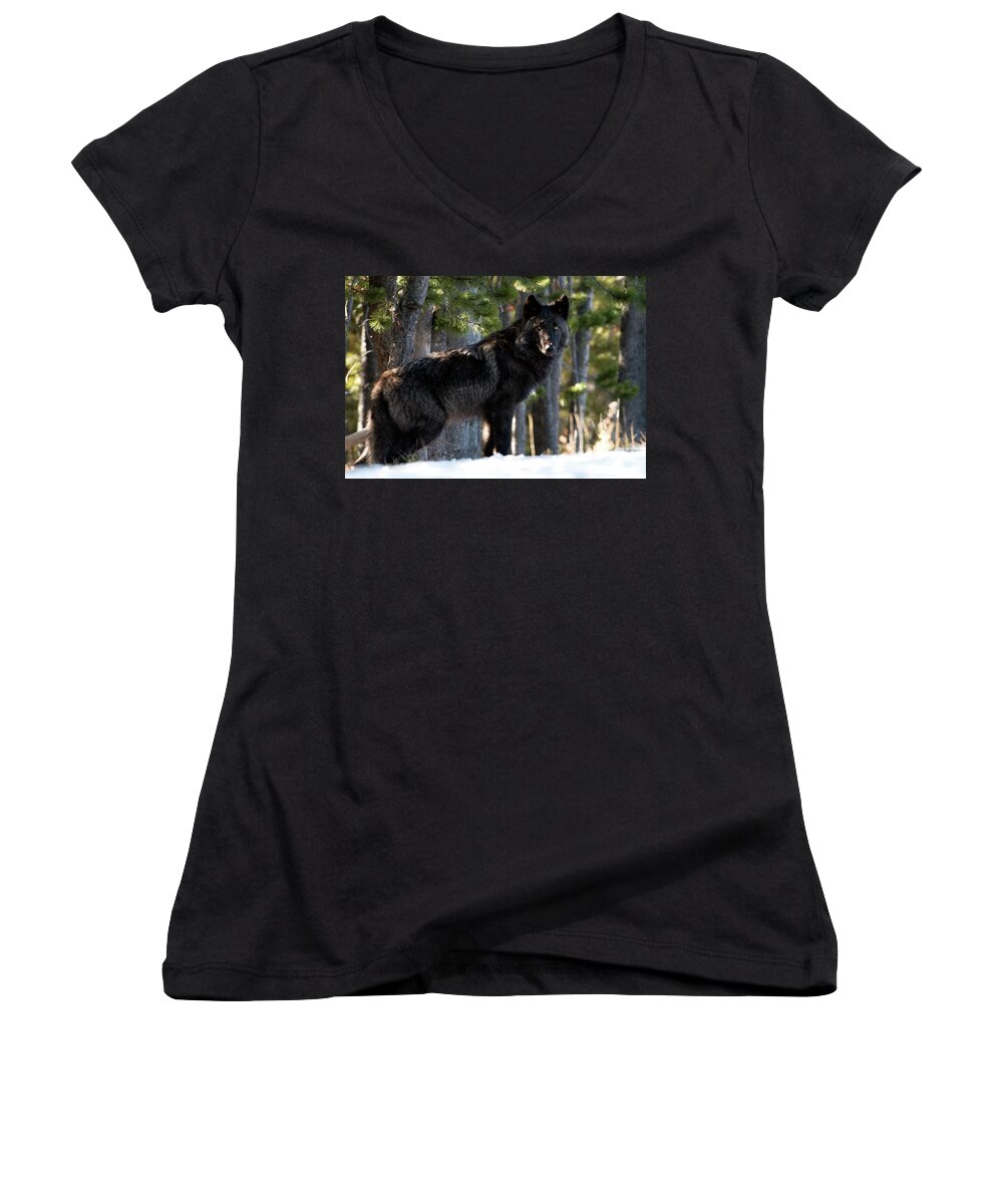 Wolf Women's V-Neck featuring the photograph Little Blackie by Deby Dixon