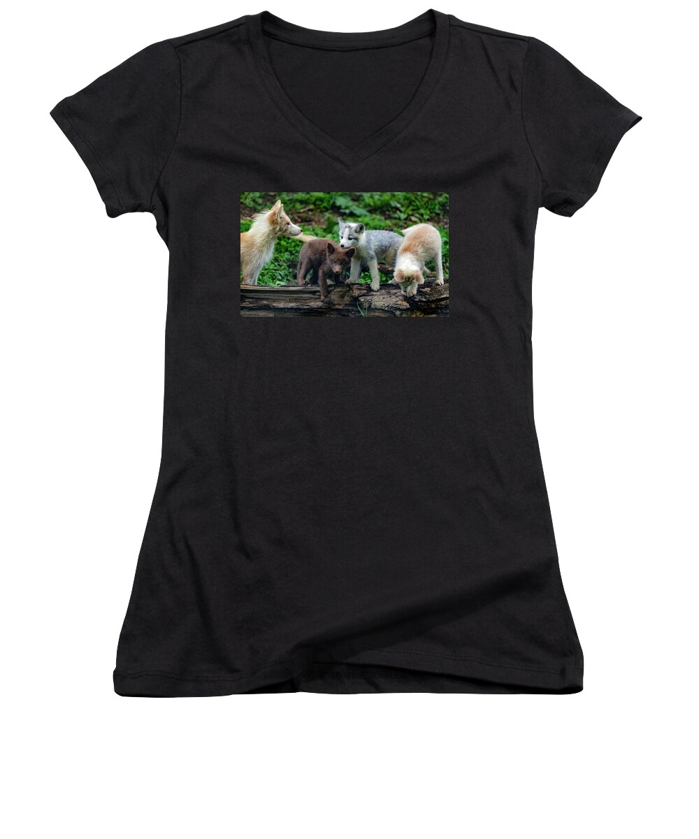 Fox Cubs Women's V-Neck featuring the photograph Mom fox and her cubs by Sam Rino