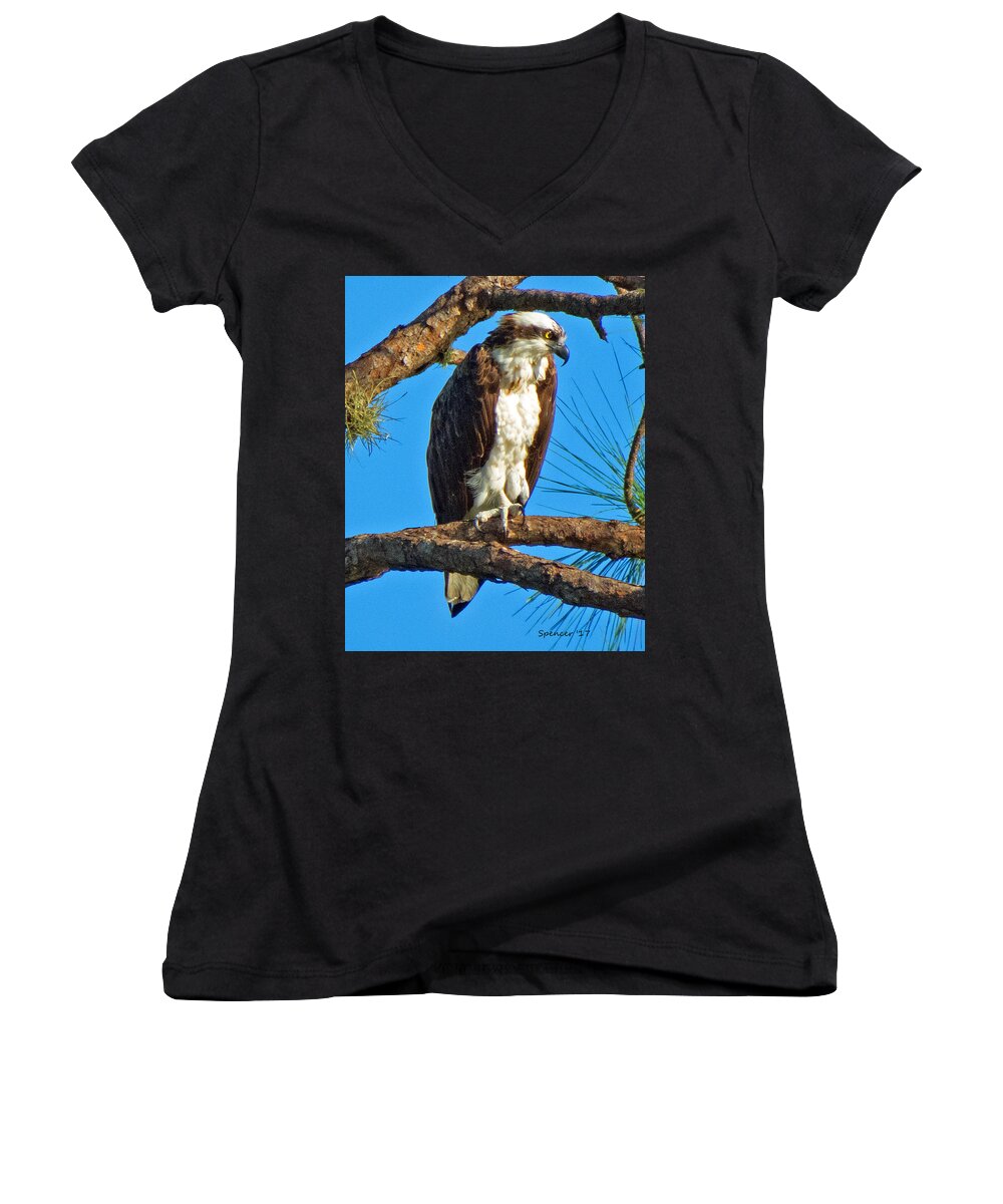 Wildlife Women's V-Neck featuring the photograph Osprey in Pine by T Guy Spencer