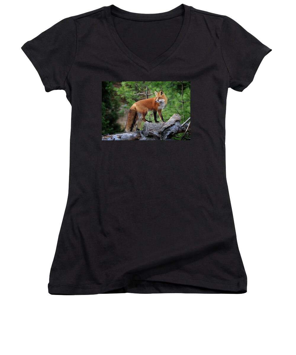 Gary Hall Women's V-Neck featuring the photograph Red Fox 4 by Gary Hall
