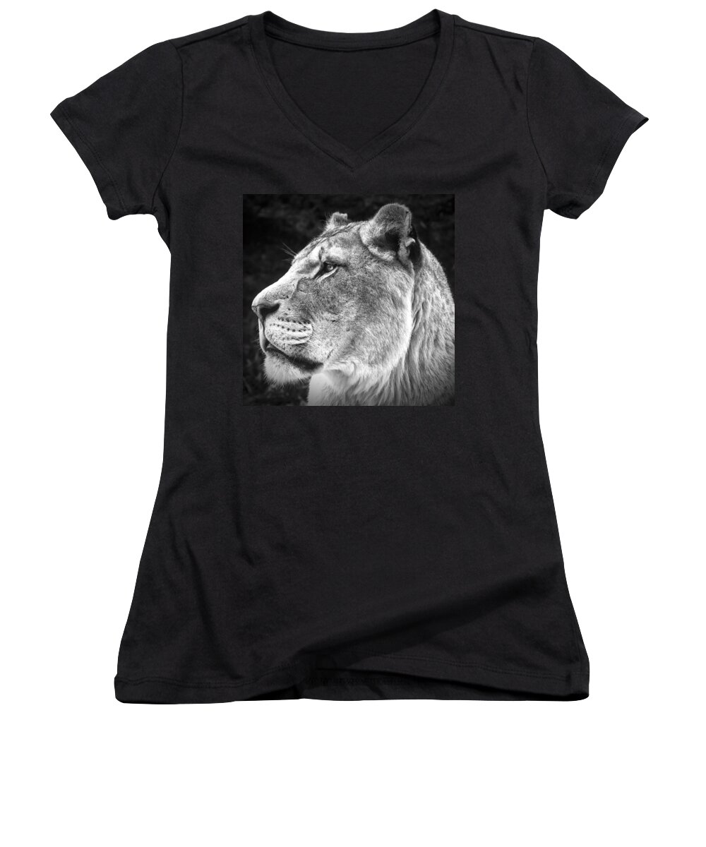 Silver Women's V-Neck featuring the photograph Silver Lioness - SquareFormat by Chris Boulton