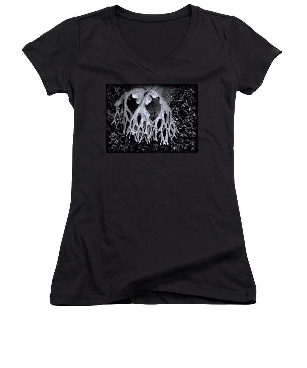 Fern Women's V-Neck featuring the photograph Staghorn Fern by Wayne Sherriff