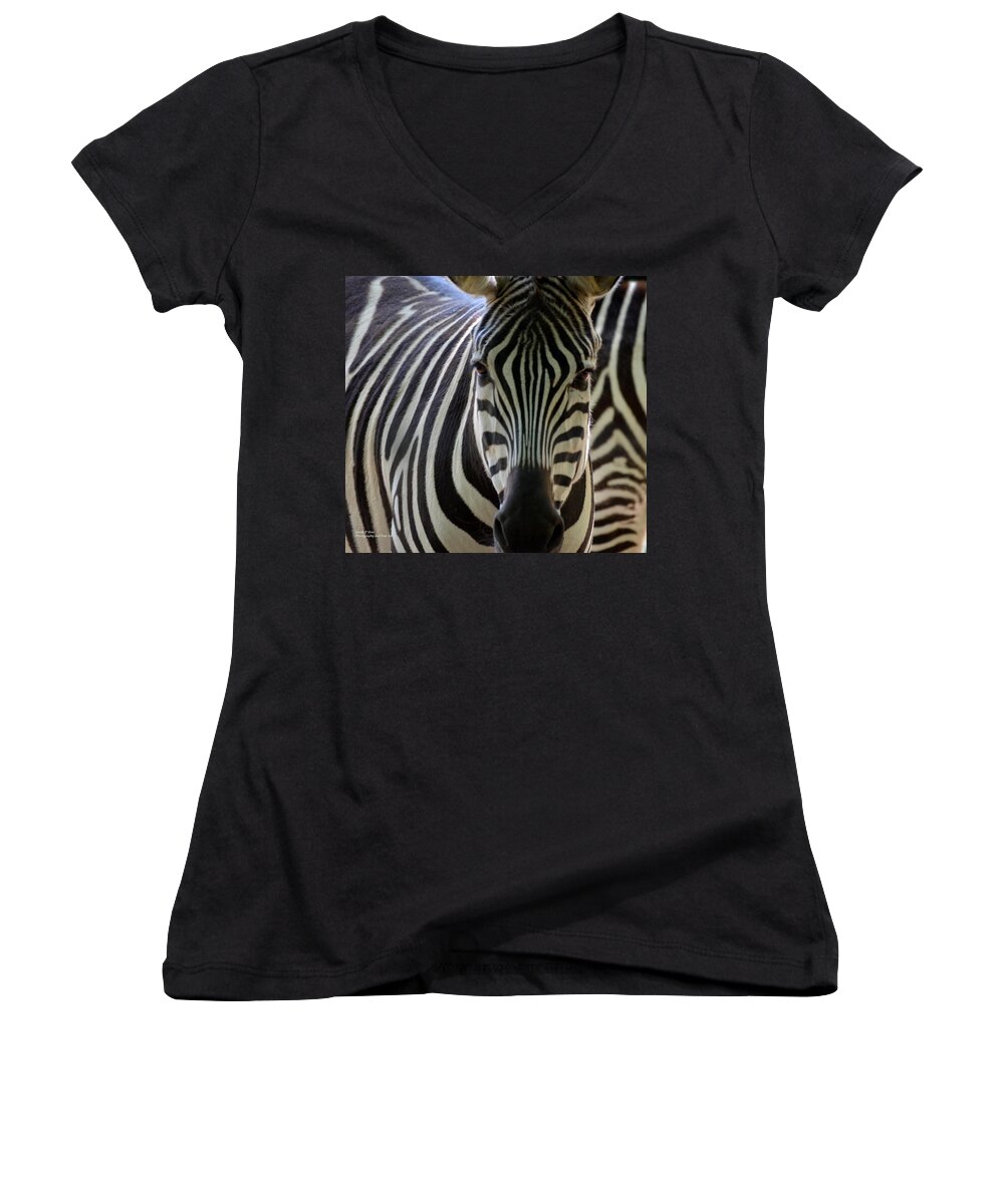 Zebra Women's V-Neck featuring the photograph Stripes by Maria Urso
