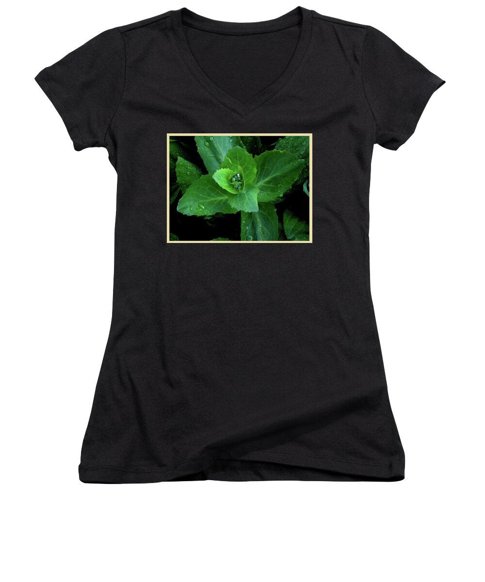 Hosta Succulent Garden Home Perennial Tuber Bulb Water Rain Formation Droplet Drop Morning Dew Fascinating Interesting Dark Background Women's V-Neck featuring the photograph Succulent After the Rain by Leon DeVose