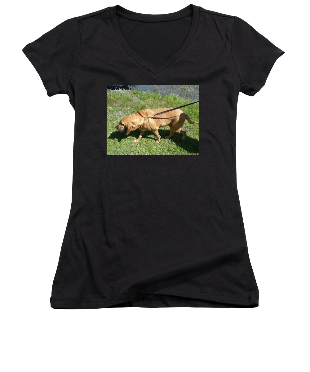 Bloodhound Women's V-Neck featuring the photograph Tug of War by Val Oconnor