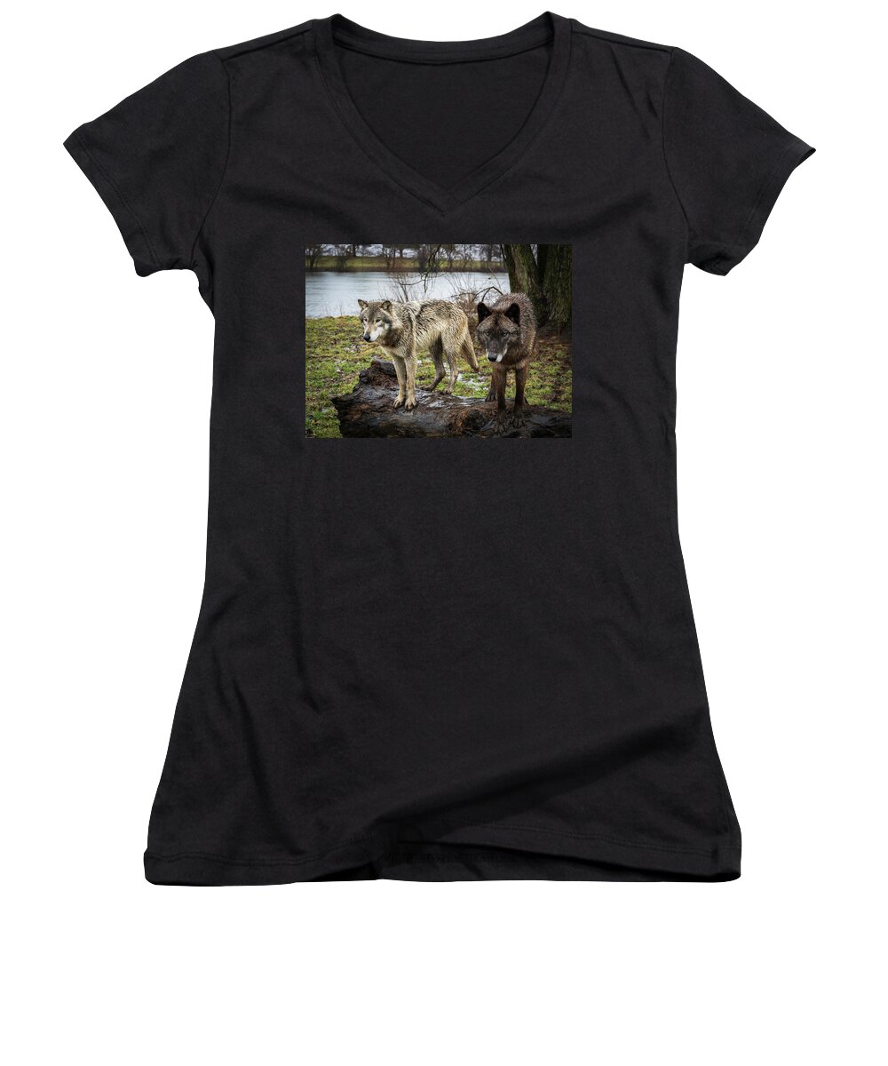 Wolves Wolf Black Women's V-Neck featuring the photograph Black and White by Laura Hedien
