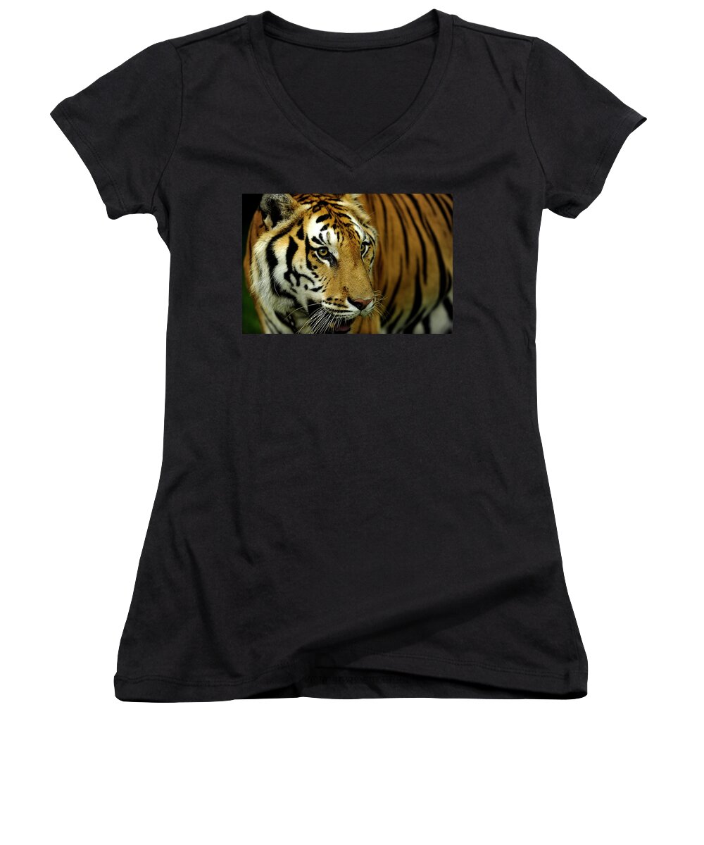 Tiger Close Up Women's V-Neck featuring the photograph On the prowl #2 by Keith Lovejoy
