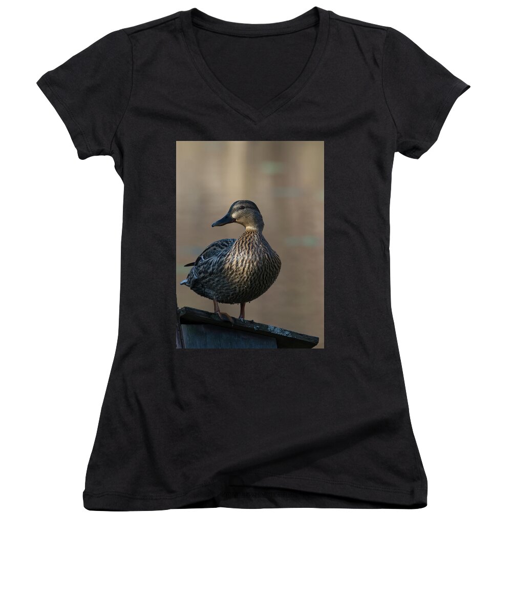 Bird Women's V-Neck featuring the photograph Duck by Paul Ross