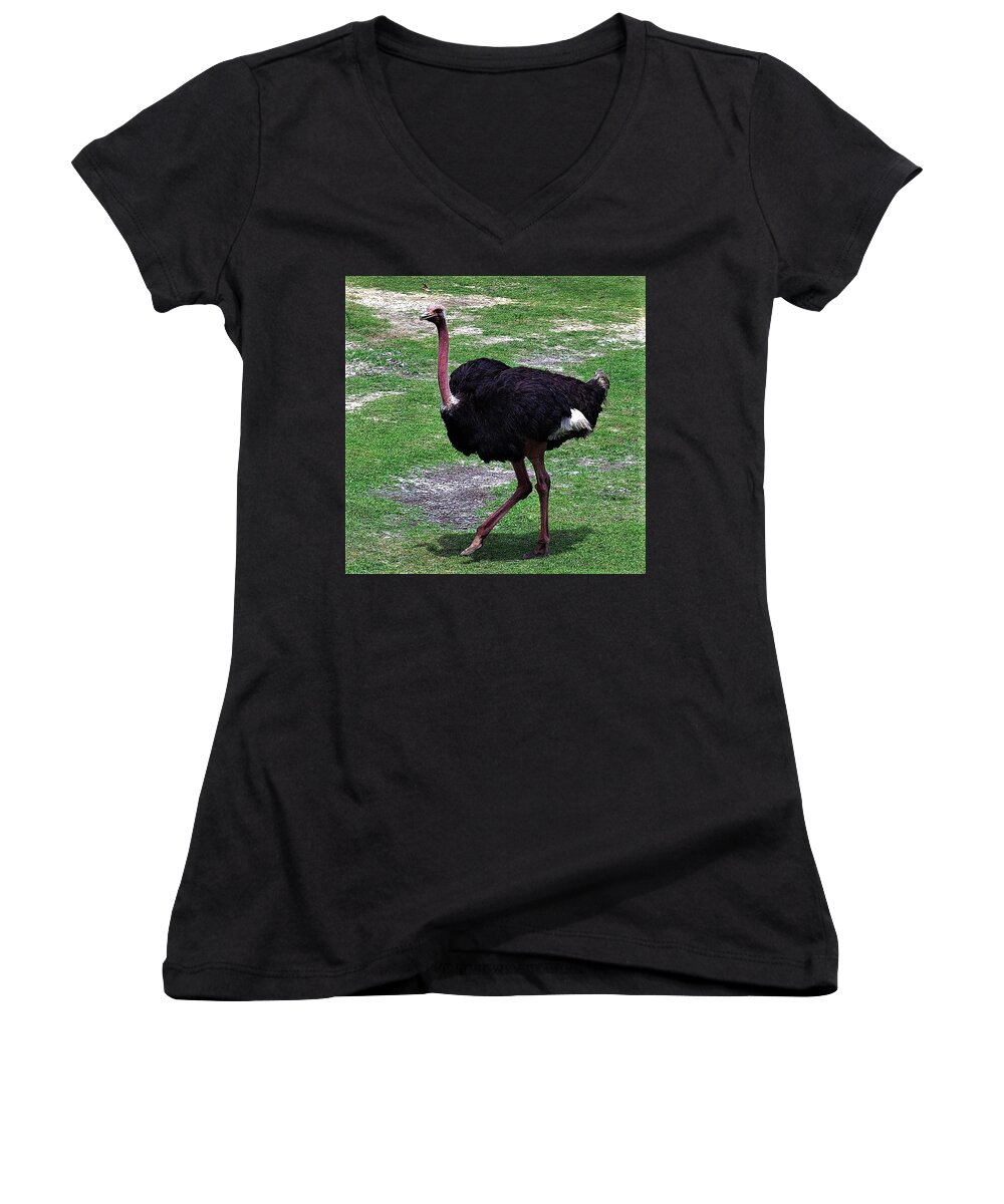 Ostrich Women's V-Neck featuring the photograph I Want to Fly by Bob Johnson