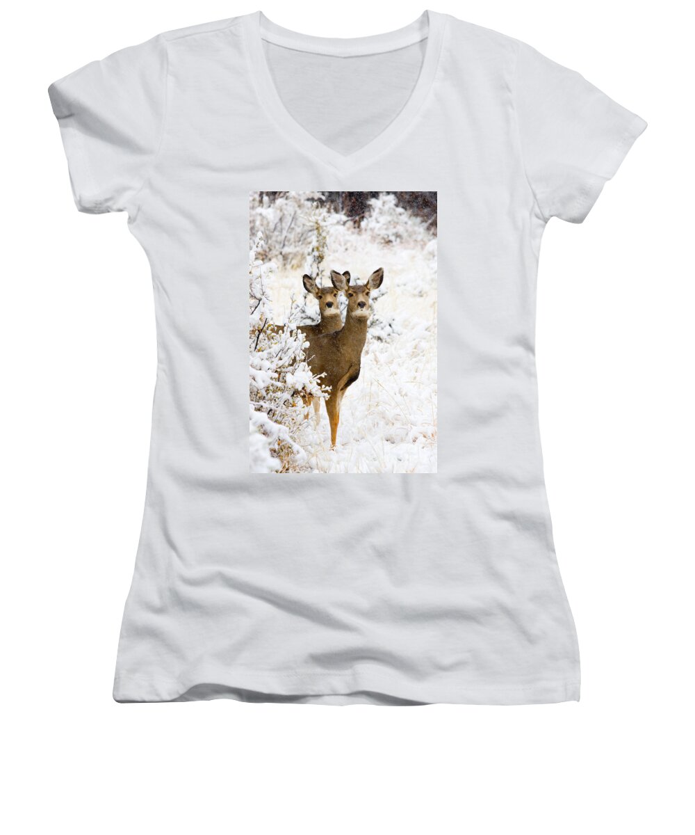 Deer Women's V-Neck featuring the photograph Doe Mule Deer in Snow #1 by Steven Krull