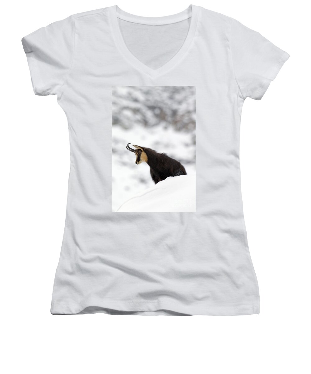 Chamois Women's V-Neck featuring the photograph 130201p229 by Arterra Picture Library