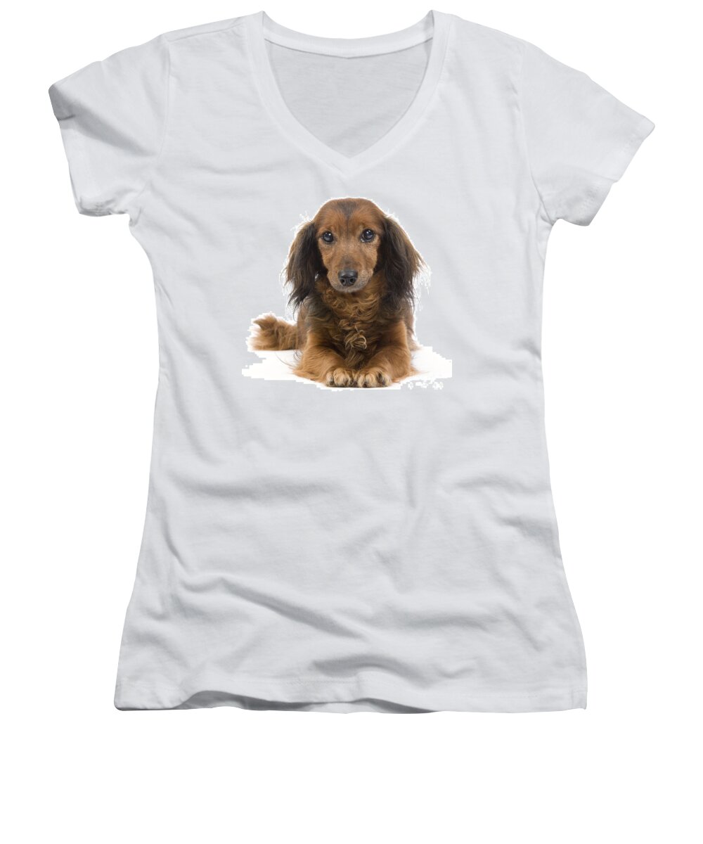 Dachshund Women's V-Neck featuring the photograph Long-haired Dachshund #3 by Jean-Michel Labat