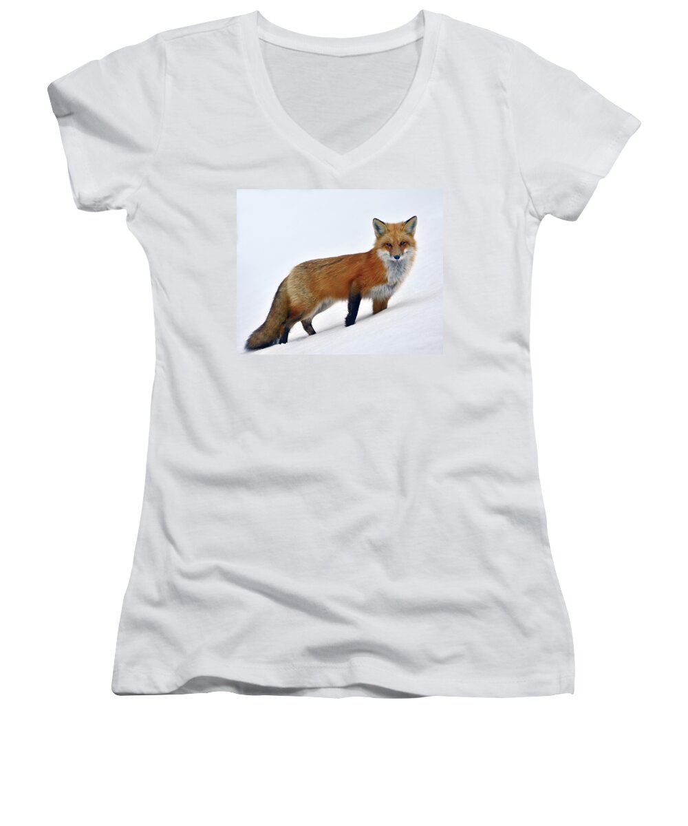 Red Fox Women's V-Neck featuring the photograph A Walk In The Snow by Tony Beck