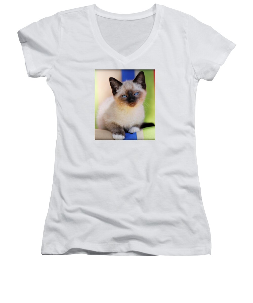 Kitten Women's V-Neck featuring the photograph Baby Blues by Melanie Lankford Photography