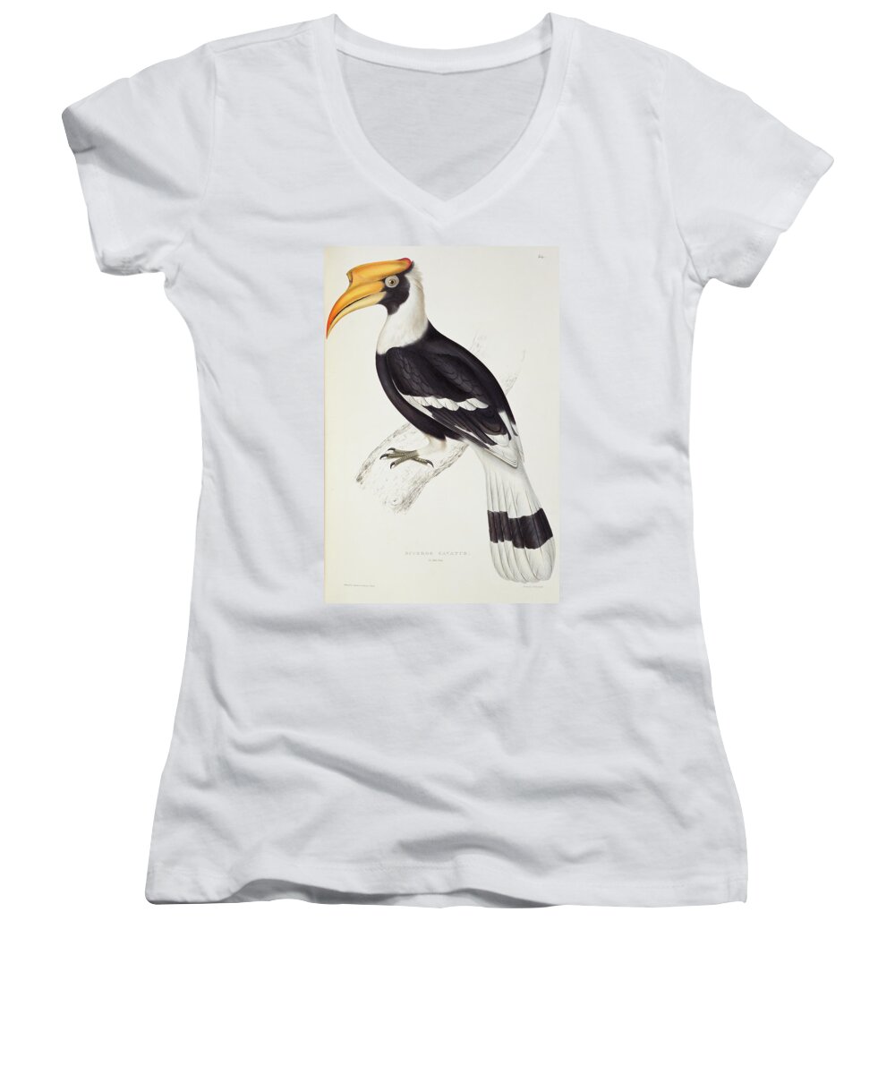 Great Hornbill Women's V-Neck featuring the painting Great hornbill by John Gould