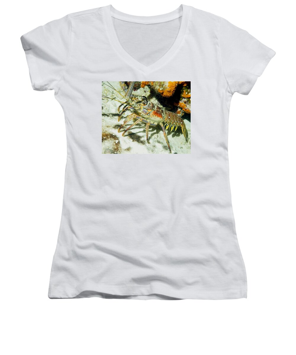 Nature Women's V-Neck featuring the photograph Caribbean Spiny Reef Lobster by Amy McDaniel
