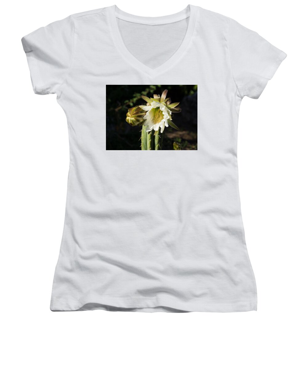 Delicate Women's V-Neck featuring the photograph Delicate Luminous Cactus Blossom by Georgia Mizuleva