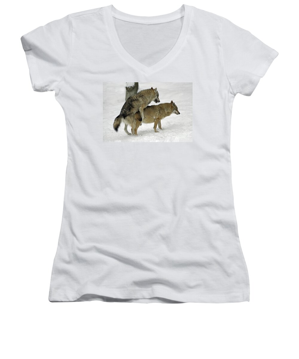 Wolf Women's V-Neck featuring the photograph European Wolves Mating by Duncan Usher