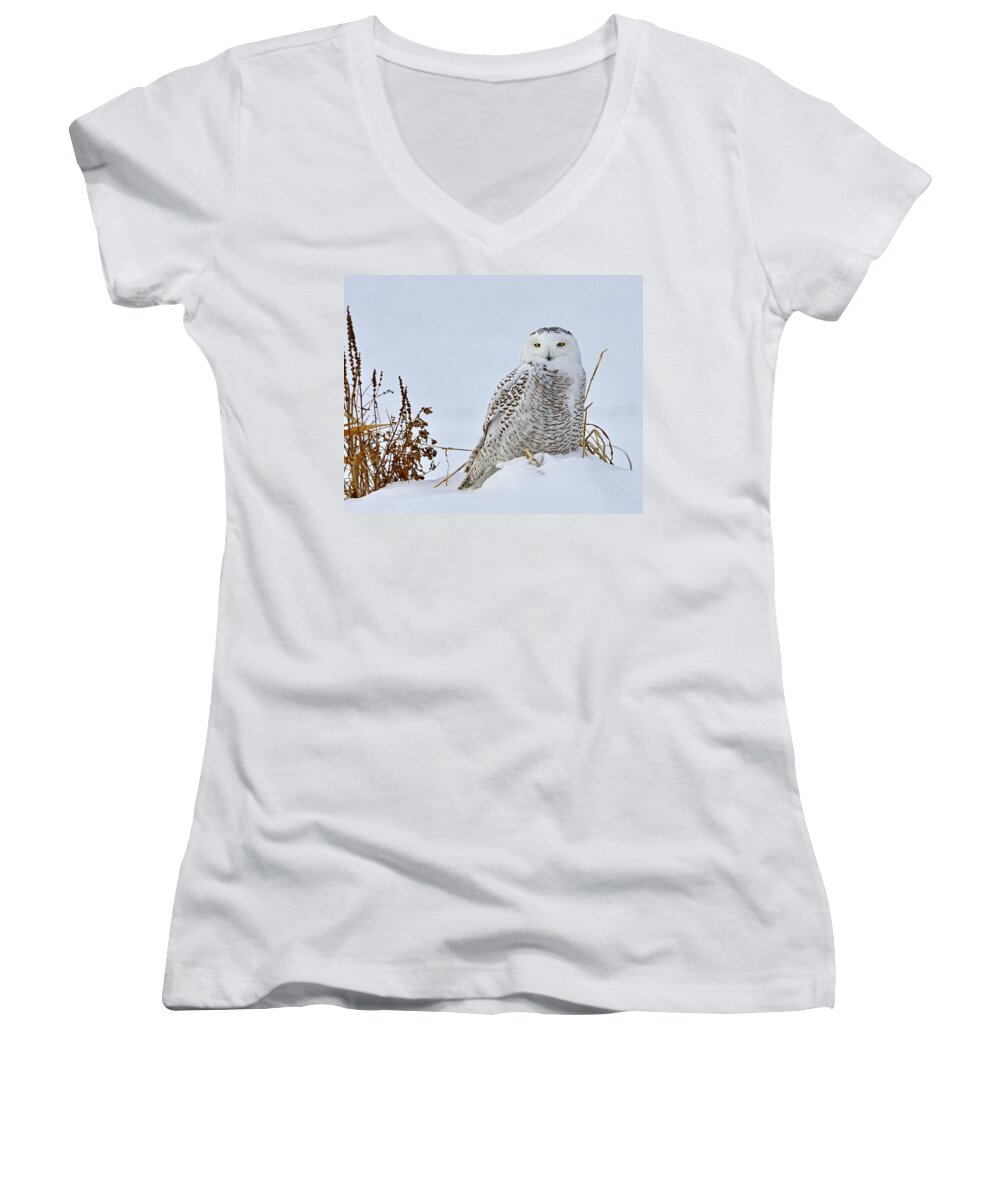 Snowy Owl Women's V-Neck featuring the photograph Everywhere by Tony Beck
