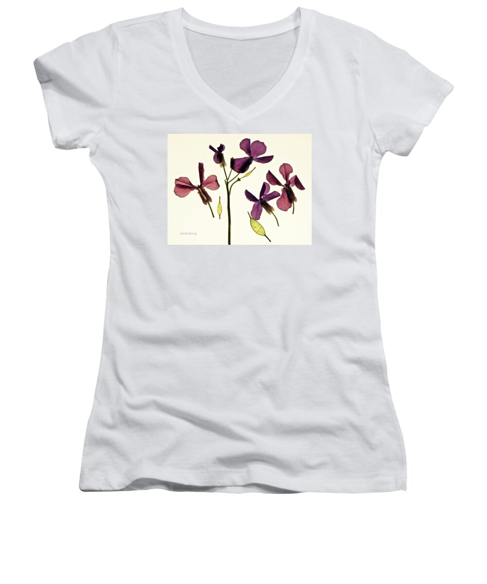 Flowers Women's V-Neck featuring the photograph Money Plant by Chris Berry