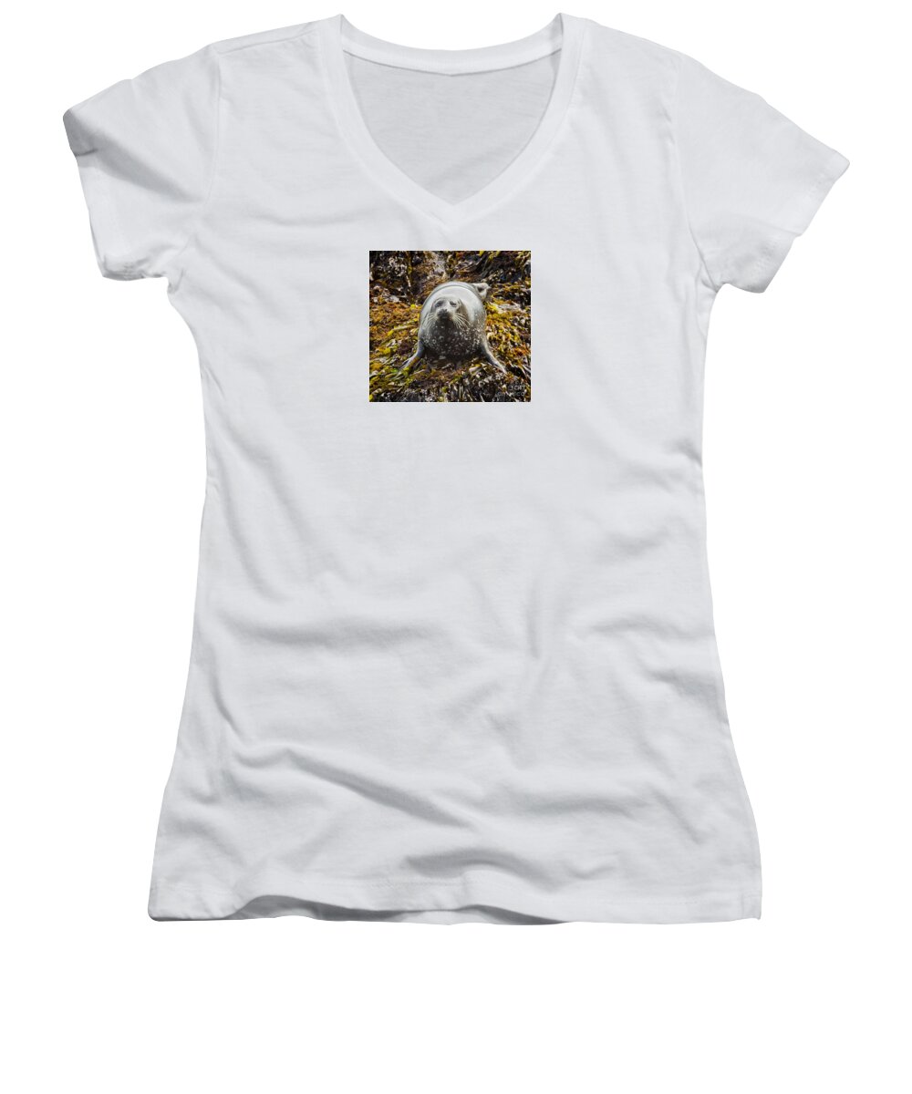 Animal Women's V-Neck featuring the photograph Harbor Seal by Alice Cahill