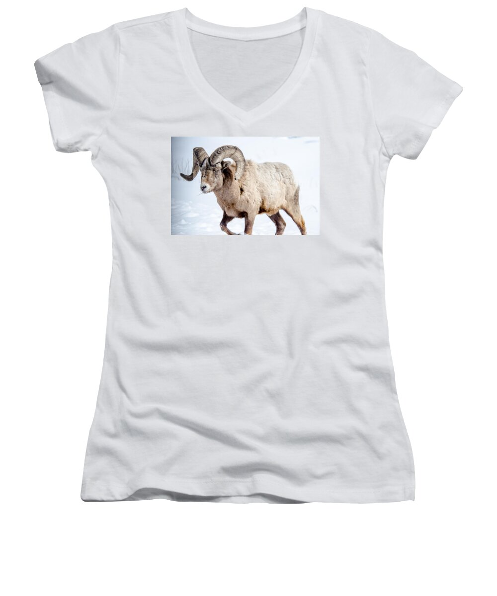 Big Horn Sheep Women's V-Neck featuring the photograph Big Horns on this Big Horn Sheep by Roxy Hurtubise