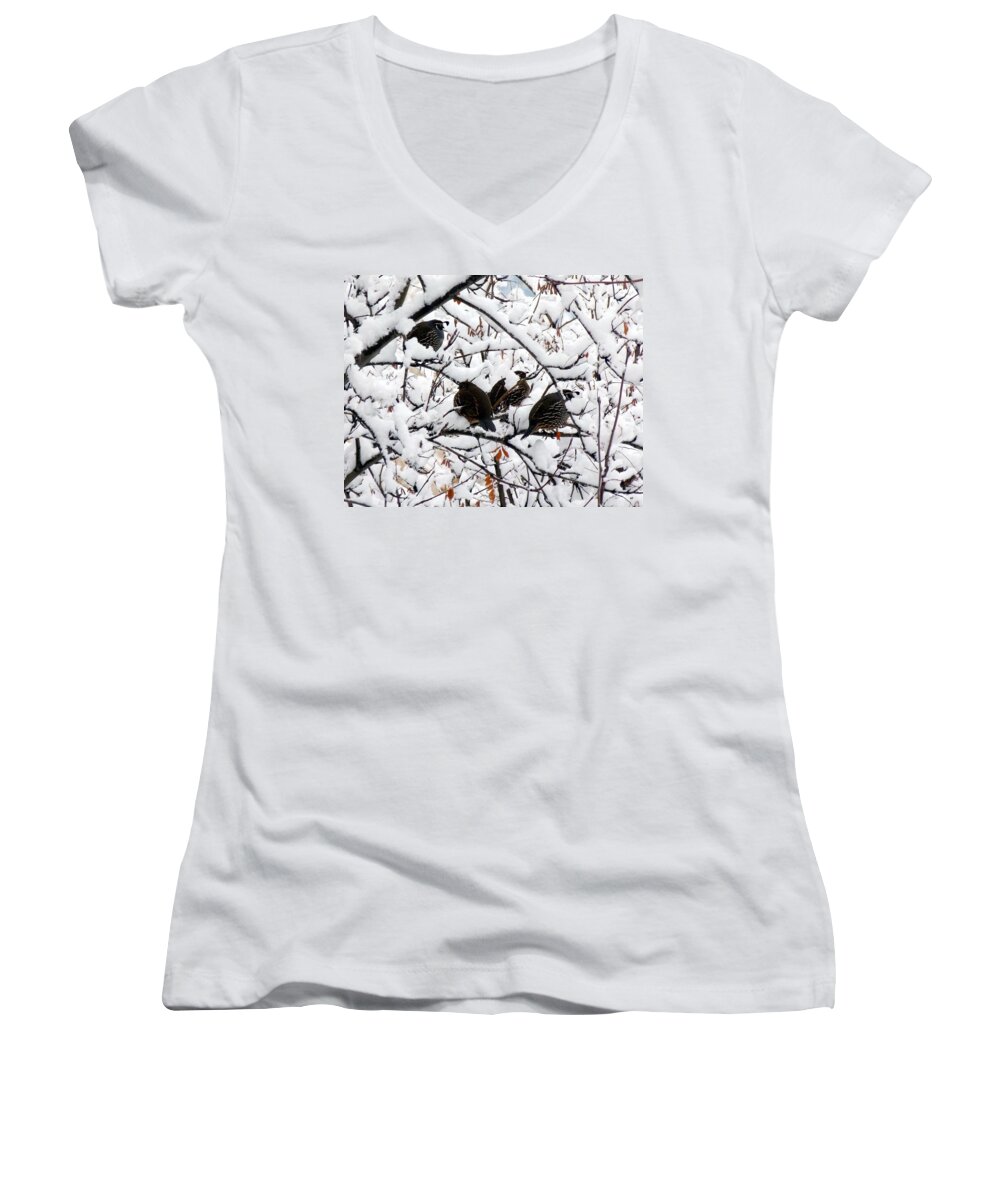 Quail Women's V-Neck featuring the photograph Lake Country Quail by Will Borden
