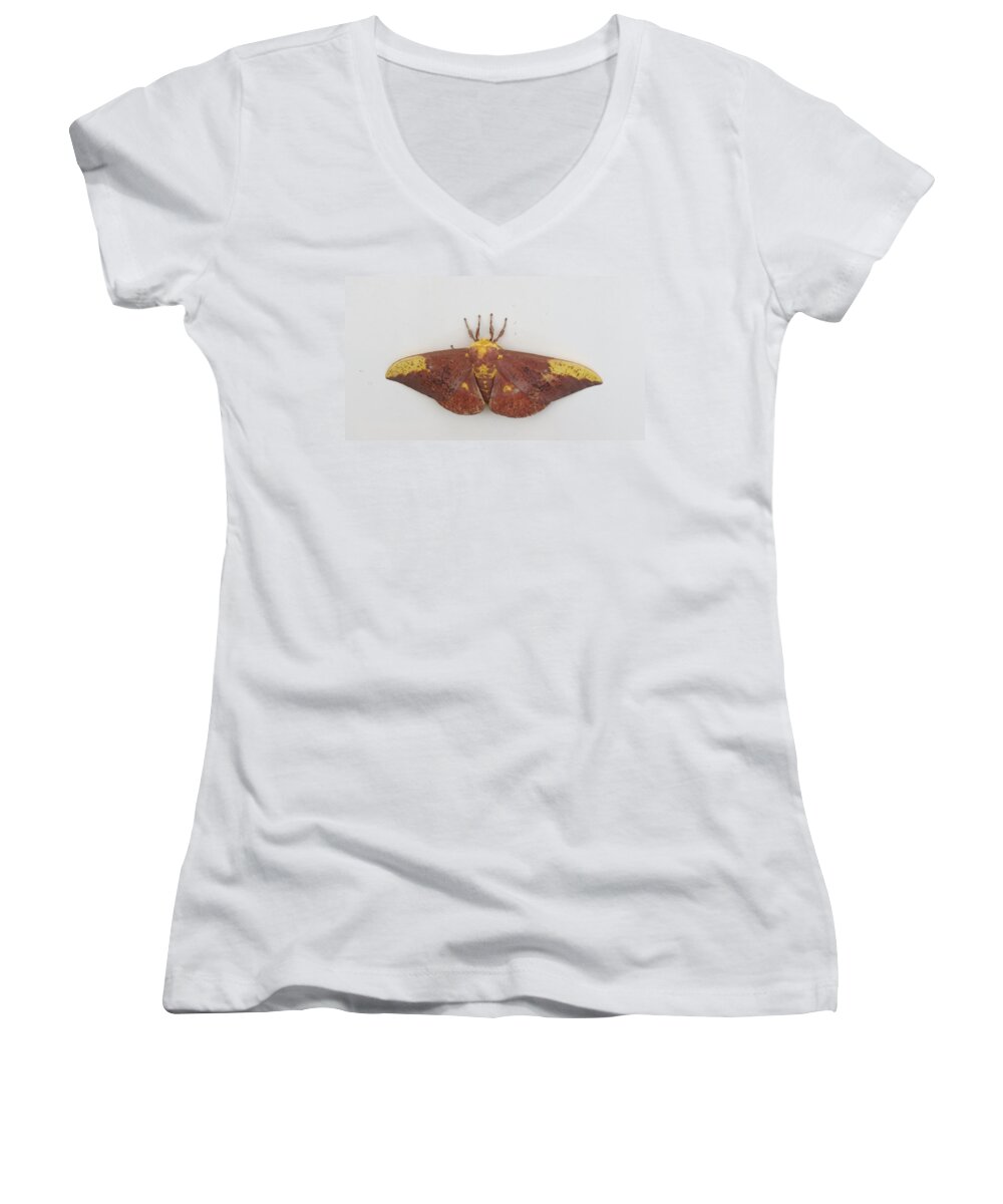Natrue Women's V-Neck featuring the photograph Magnificent Moth by Fortunate Findings Shirley Dickerson