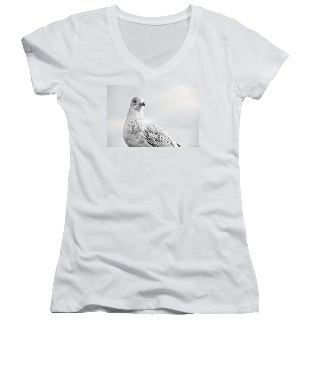 Bird Women's V-Neck featuring the photograph Seagull Pride II by Nicola Nobile