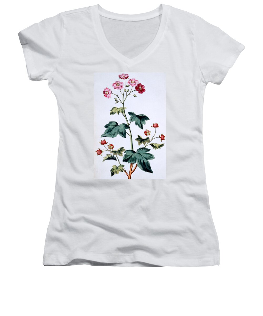 Still-life Women's V-Neck featuring the painting Sweet Canada Raspberry by John Edwards