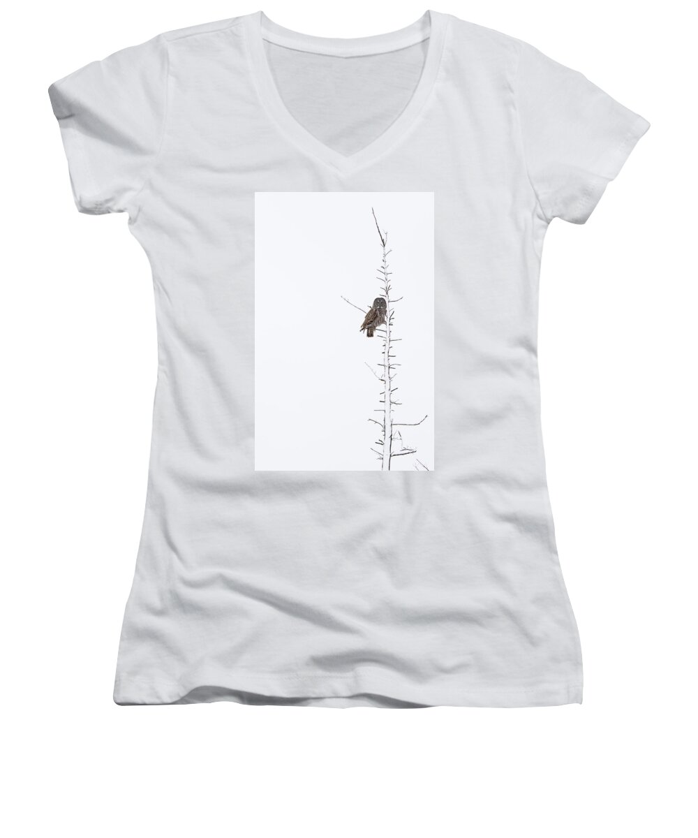 Bird Women's V-Neck featuring the photograph The Grey Hunter on White by Mircea Costina Photography