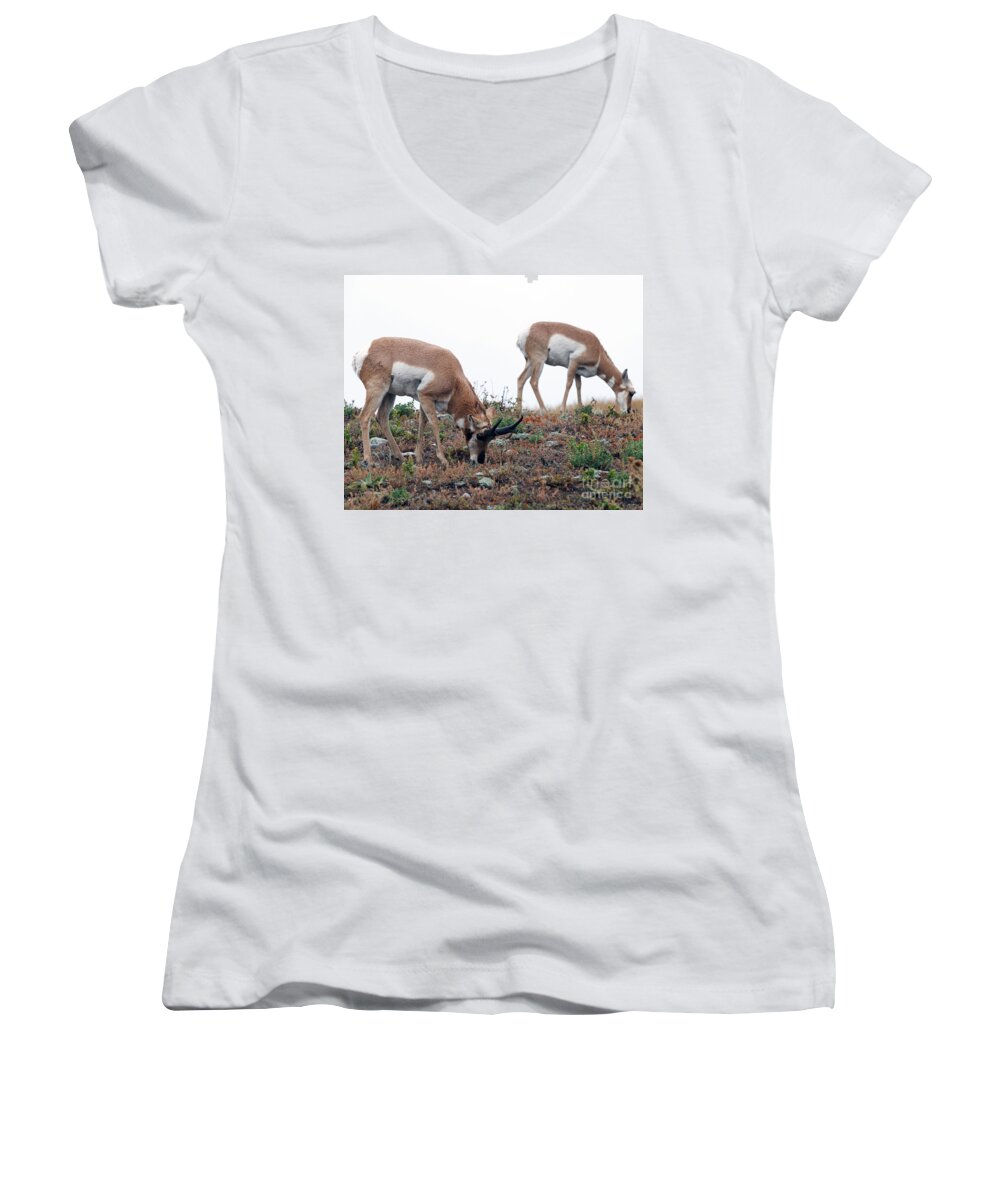 Pronghorn Antelope Women's V-Neck featuring the photograph Antelopes Grazing by Art Whitton