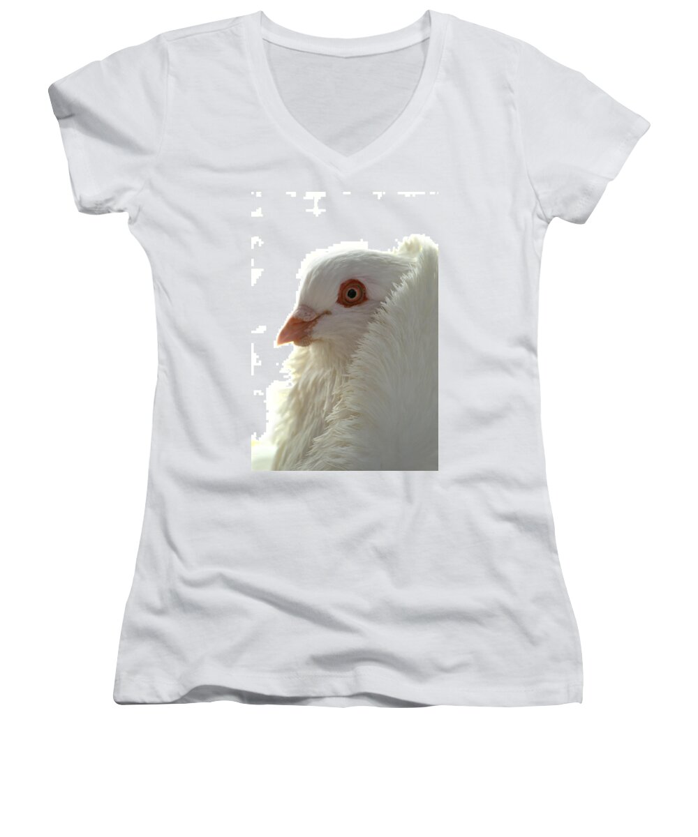 Pigeon Women's V-Neck featuring the photograph Capuchin Pigeon #5 by Nathan Abbott