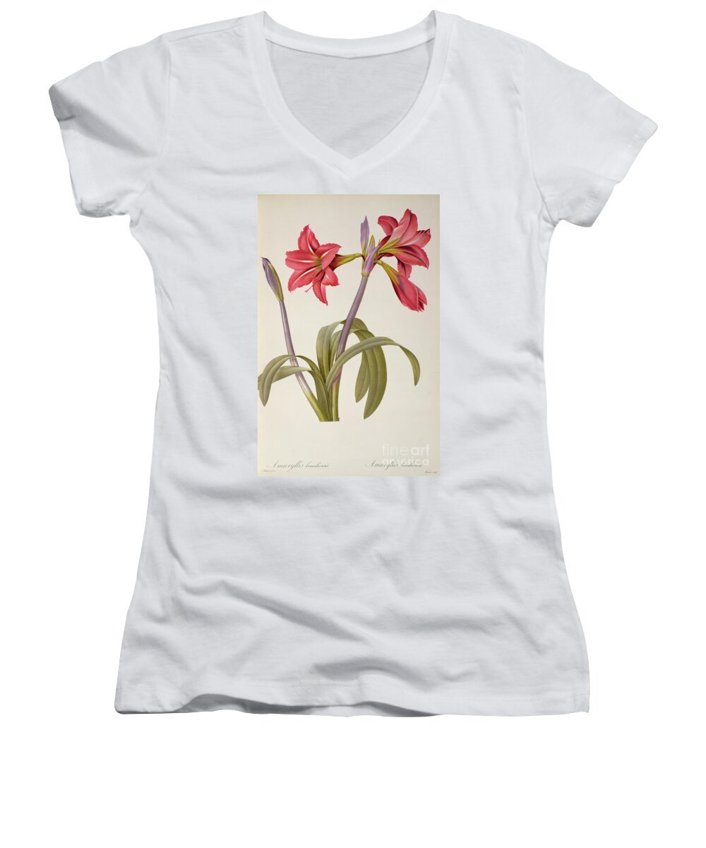 Amaryllis Women's V-Neck featuring the drawing Amaryllis Brasiliensis by Pierre Redoute
