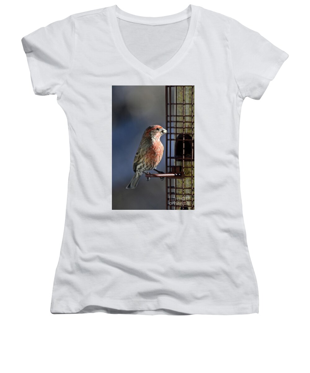  Women's V-Neck featuring the photograph Bird Feeding in the Afternoon Sun by Cindy Schneider