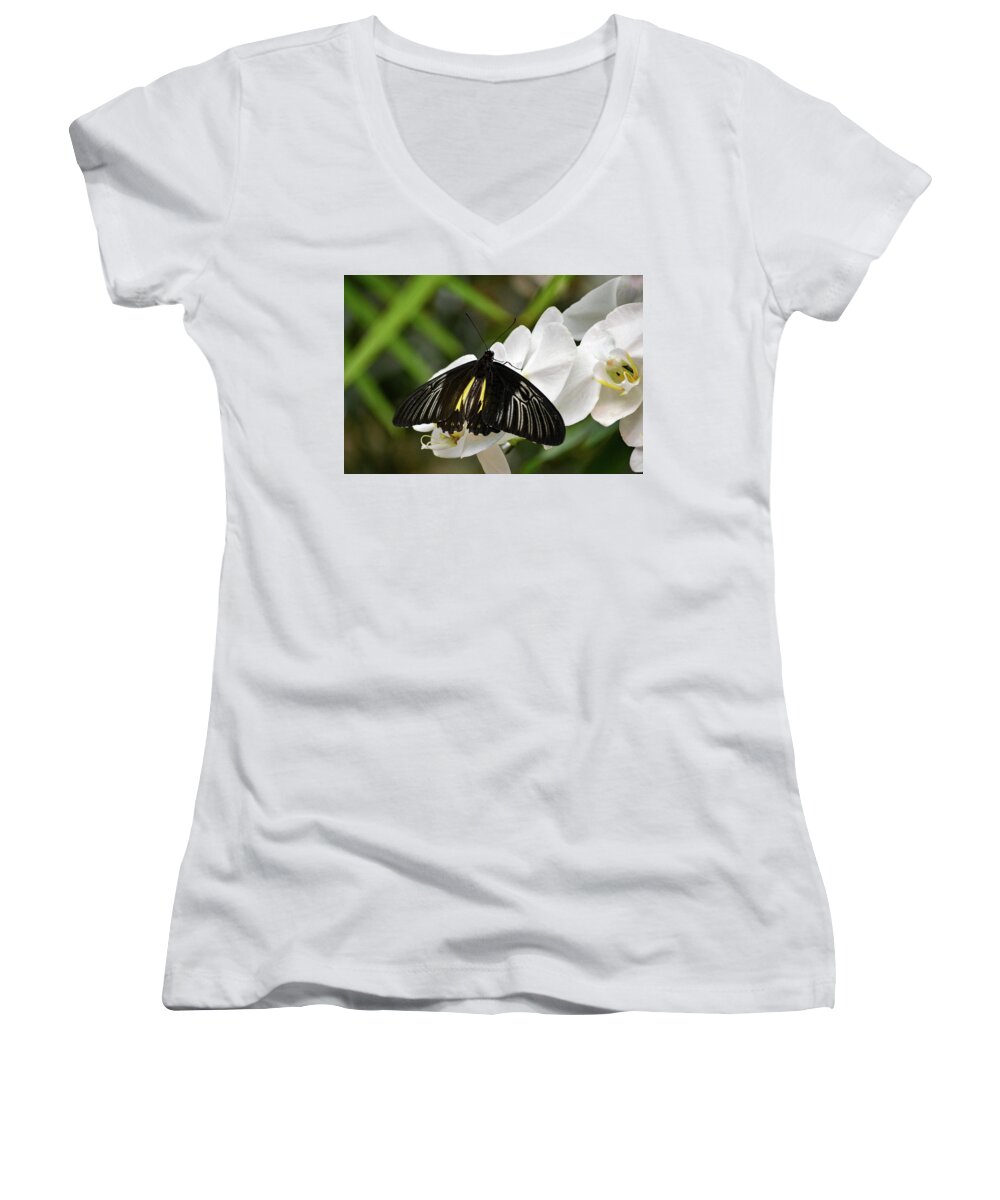 Black Women's V-Neck featuring the photograph Black ButterFly by Brad Thornton
