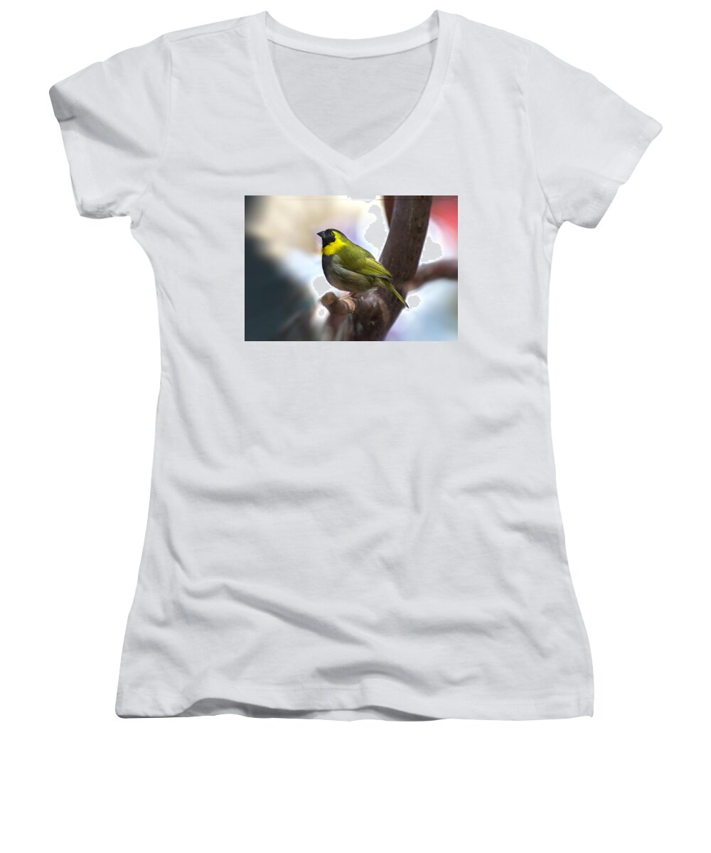 Cuban Grassquit Women's V-Neck featuring the photograph Cuban Grassquit by John Poon