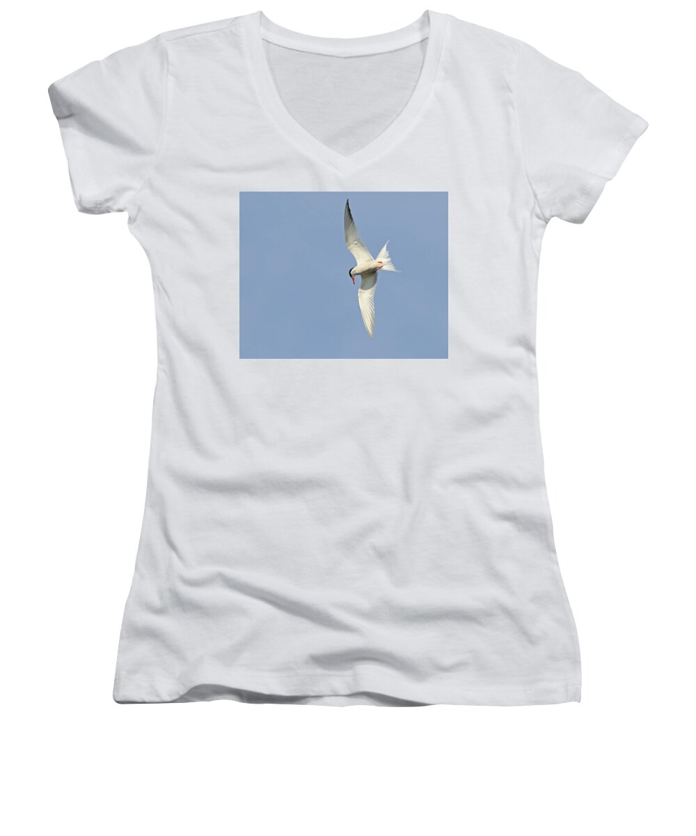 Common Tern Women's V-Neck featuring the photograph Dive by Tony Beck