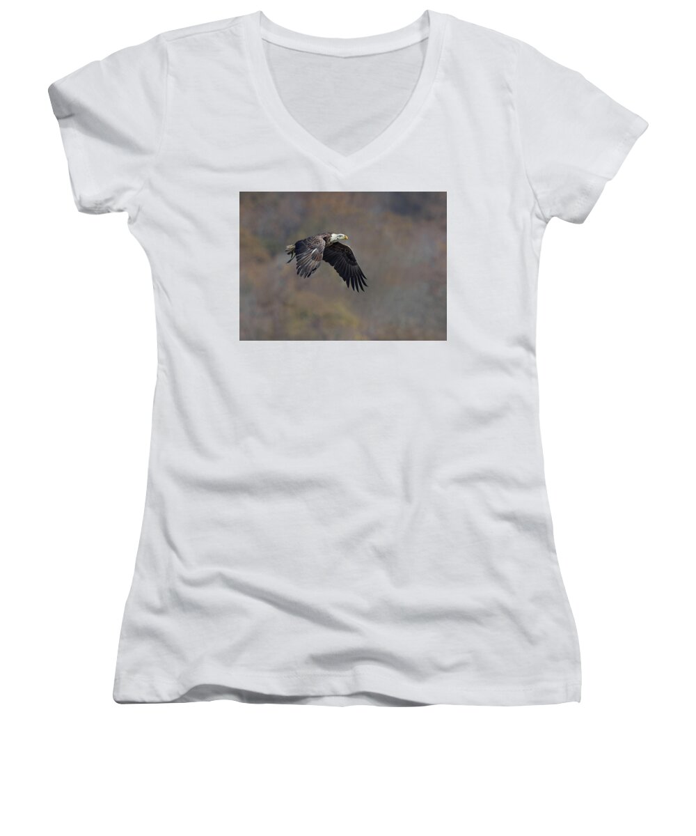 Bald Eagle. Eagle Women's V-Neck featuring the photograph Fall Climber by Art Cole