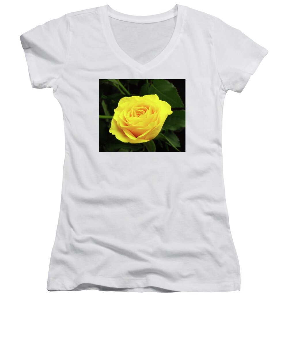 Rose Women's V-Neck featuring the photograph Glorious Yellow Rose by Johanna Hurmerinta