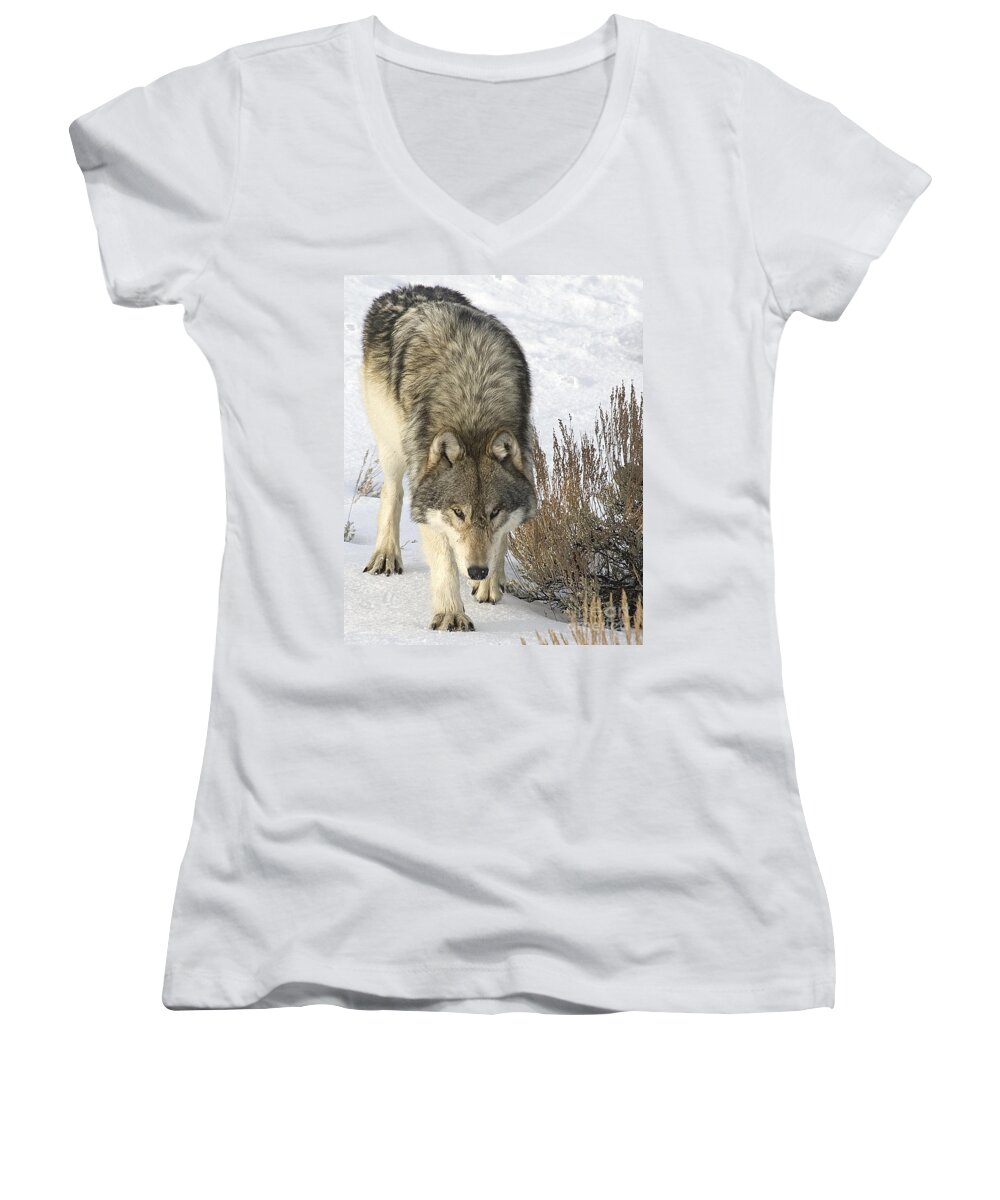 Wolf Women's V-Neck featuring the photograph Gray Wolf by Gary Beeler