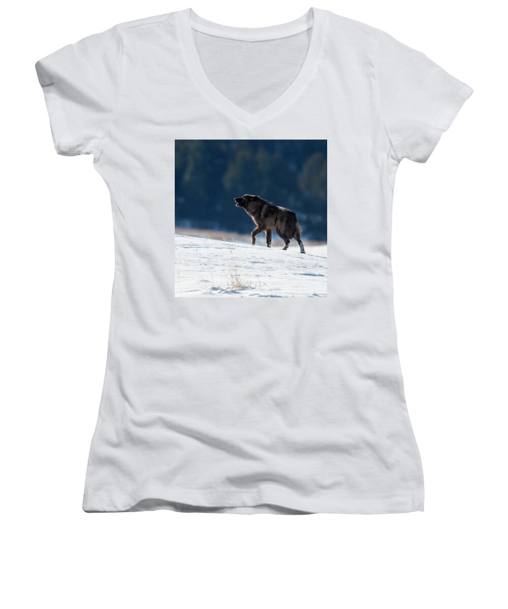 Mark Miller Photos Women's V-Neck featuring the photograph Howling Black Yearling Wolf by Mark Miller
